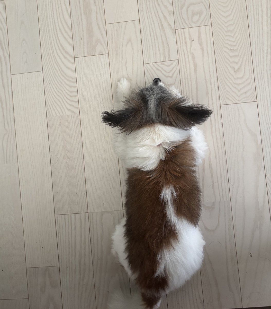 kotonoha_sub's tweet photo. 上からみたうちの犬
何もかもが愛おしい https://t.co/uaY6wYRIQS