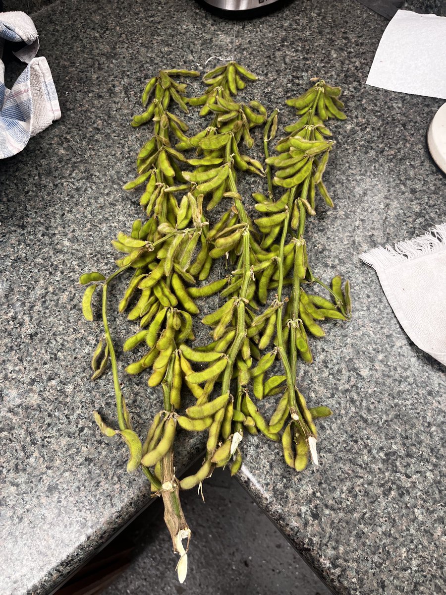 One plant, dripping w pods, lots of 2 bean and NO 4 bean pods. 6” to next plant both ways, very short, haven’t looked a lot yet but out of a couple dozen plants, haven’t found a 4 bean pods yet.