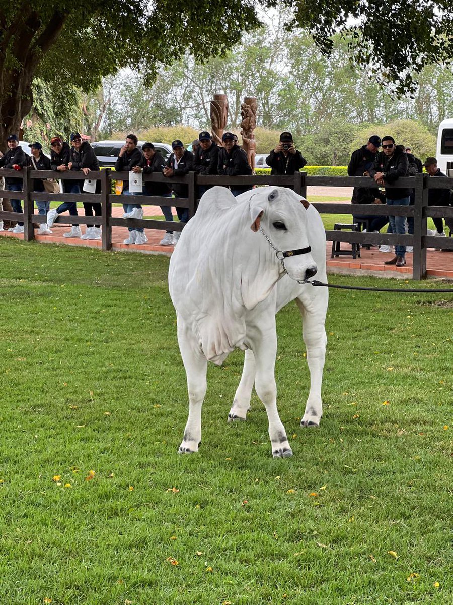 Codazzi Pasión Ganadera (@plcodazzi) on Twitter photo Nobleza y potencia 💎🐂 Orgullo boliviano. <a href="/jflafaurie/">José Félix Lafaurie</a> <a href="/PLCartagenaGana/">CARTAGENA PASIÓN GANADERA</a> <a href="/Fedegan/">FEDEGAN</a> #Brahman #GanaderíaBoliviana Nobleza y potencia 💎🐂 Orgullo boliviano. <a href="/jflafaurie/">José Félix Lafaurie</a> <a href="/PLCartagenaGana/">CARTAGENA PASIÓN GANADERA</a> <a href="/Fedegan/">FEDEGAN</a> #Brahman #GanaderíaBoliviana