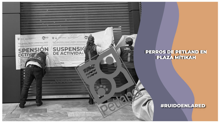 ¿Dónde están los perros de Petland de Plaza Mitikah? Ni el alcalde Luis Mendoza ni la propia empresa han respondido a esta pregunta que inquieta a decenas de personas desde redes sociales. Petland México ha ignorado los comentarios que usuarios les dejan. ruidoenlared.mx/2025/08/14/per…
