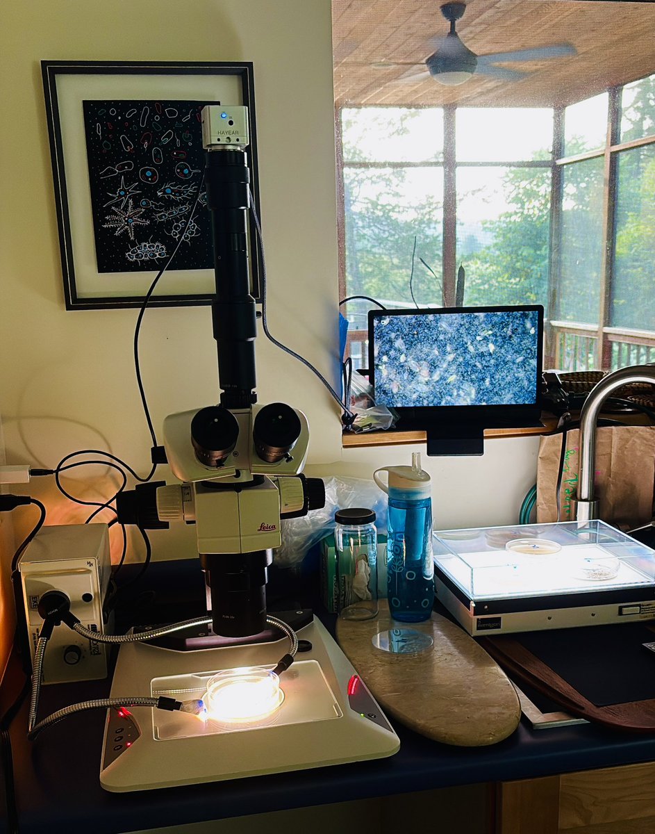 ChristianSardet's tweet photo. #plankton #expedition on our #pond #echopond #northferrisburgh #vermont @cellsandplankton Will soon share the images of what lives in the pond #echopondlife https://t.co/C0IOewwIEB
