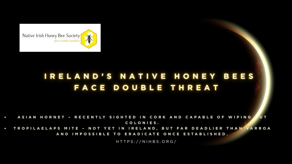 Native Irish Honey Bee Society (@nihbs) on Twitter photo First, the Asian Hornet – recently sighted in Cork – threatens to devastate our bees.
Now, an even deadlier pest looms on the horizon: Tropilaelaps, a parasitic mite worse than varroa, capable of wiping out entire colonies. First, the Asian Hornet – recently sighted in Cork – threatens to devastate our bees.
Now, an even deadlier pest looms on the horizon: Tropilaelaps, a parasitic mite worse than varroa, capable of wiping out entire colonies.
