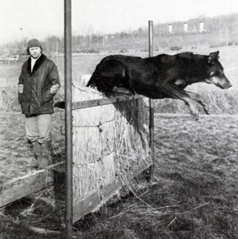 Showsight's tweet photo. The Beauceron, also known as the Berger de Beauce or the Bas Rouge, is a French shepherd dog whose name is derived from the vast agricultural region southwest of Paris.🐾
https://t.co/RNJMGCcfAk
#beauceron #akc #purebreddogs #showsightmag
📸AKC Library https://t.co/7MmF1Y9TZH