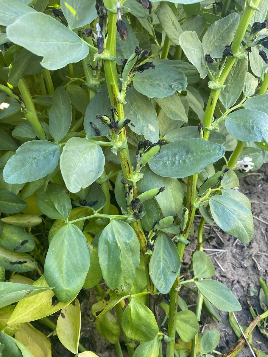 Faba’s coming along nicely in the west. 👌 2 fungicides &amp; 1 insecticide. Early pod set very good