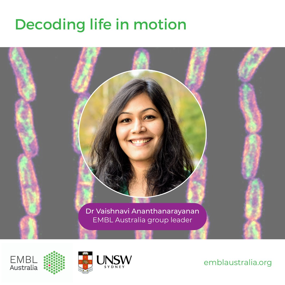 EMBLAustralia's tweet image. 🌏 Inside every cell is a world in motion. 
Dr @VaishAnanth uses advanced live-cell microscopy to decode the choreography of motor proteins and the cytoskeleton - molecular systems that power everything. 🔬
🔗More: bit.ly/3EVhwD8
#ScienceWeek #DecodingTheUniverse