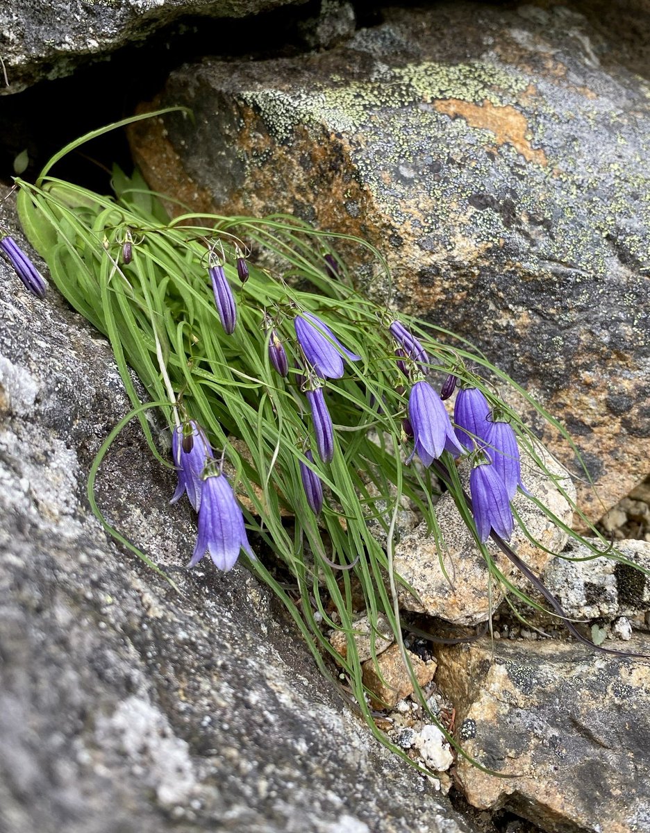 ホウオウシャジンの花が咲き出しました。
鳳凰三山の固有種で、この山でしか見れない花です。

特徴は、
①岩場に咲く
②細長い葉っぱ
③紫色の可憐な花
です。

今は地蔵岳にだけ咲いていますが、これから観音岳や薬師岳の方でも次第に開花します。

ぜひご覧になってください。