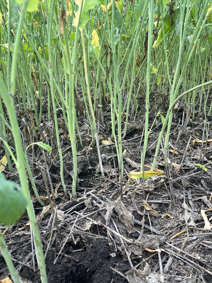 Alex Shuttleworth, CCA tweet media