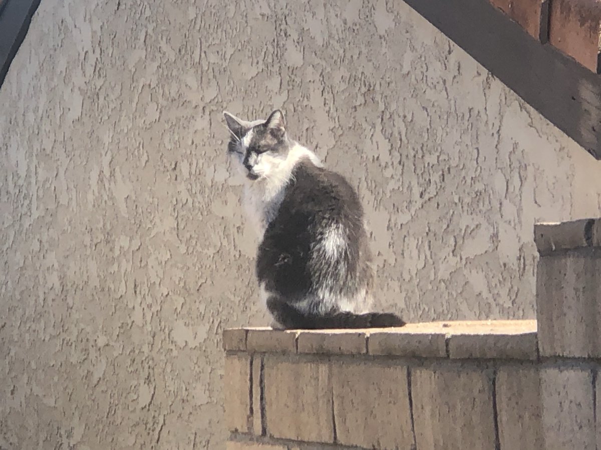 ballothecat's tweet photo. Good evening Twitter family @GailCarangelo @Mouser33943163 @lmr448 @MewllerRobert we’re going to end this #ThrowbackThursday #UncleMaxEdition because the old man’s getting tired so we’ll see you next time. Good night everybody. https://t.co/fM16YNDRHE