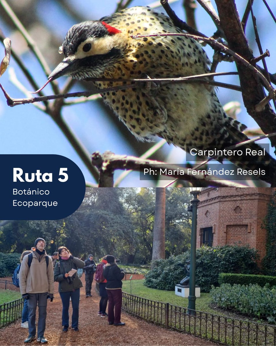 COA Carancho tweet media