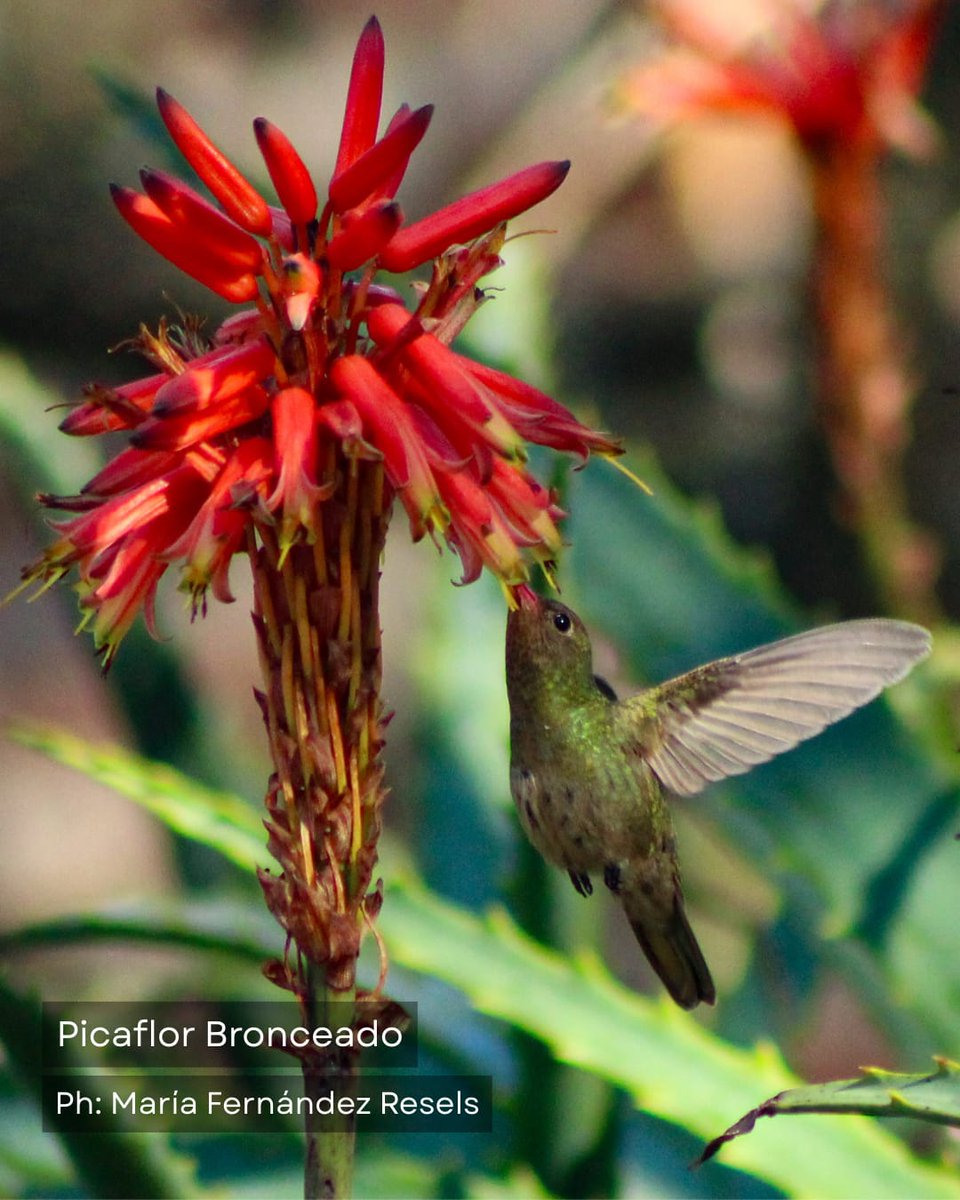 COA Carancho tweet media