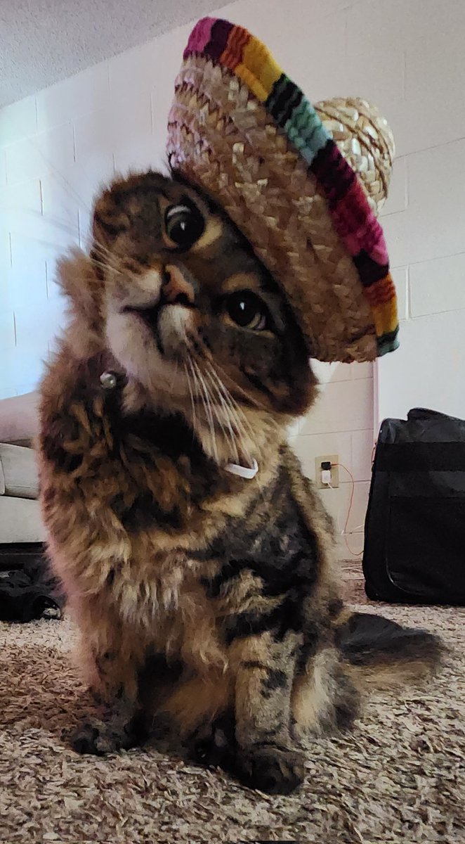 CATSOSKE's tweet photo. Mucho gusto $CSK 

💬 Telegram community: https://t.co/1K1ItvvcyJ

Check out CATSOSKE on Moonshot: https://t.co/VpsnC9EJgy

#memecoin #Moonshot #crypto #hodl #catsoske https://t.co/Xv8xgO2MrY