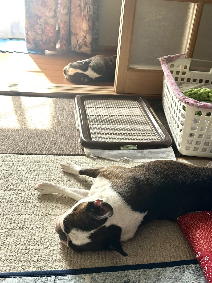 USK20150303's tweet photo. 実家でのんびり☺️娘たちの寝相もシンクロ🐶
#ボストンテリア #ボステリ #bostonterrier #フレンチブルドッグ #フレブル #鼻ぺちゃ #犬 #イヌ https://t.co/nQEKHF8whj