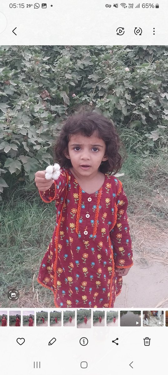 My cotton queen in the field.