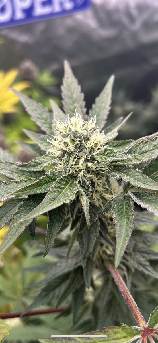 Purple Sunset RBX2
5 weeks
<a href="/EthosGenetics/">Colin Gordon</a> 
<a href="/autopotusa/">AutoPotUSA</a> 
<a href="/VIVOSUN/">Vivosun.official</a>