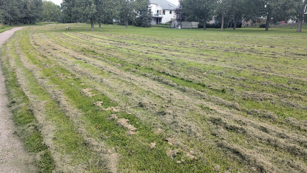 brian0807's tweet photo. I'm not even sure goats would solve this...at least the park was mowed...this year. https://t.co/0guMpzO8SK