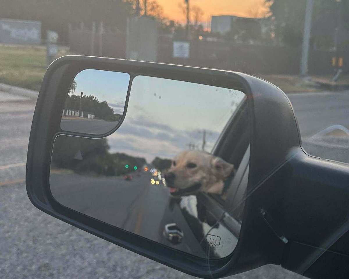 corrington's tweet photo. Just a boy and his dog enjoying the windows down! https://t.co/oGiijVHQuZ https://t.co/JUiv4kgemS