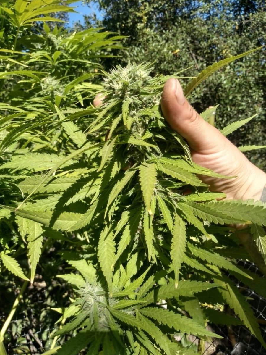 Kannabia Seeds ES tweet media