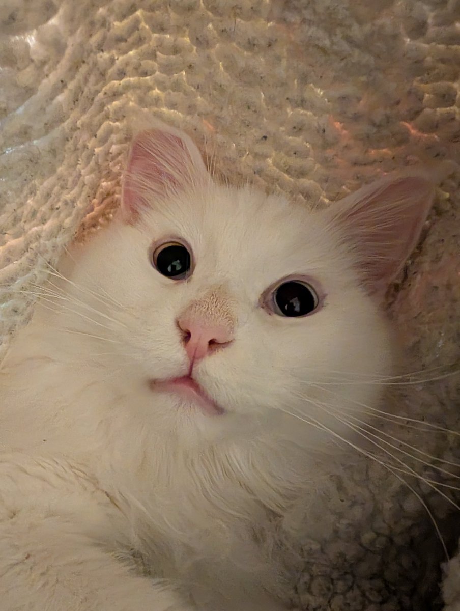 Head = Empty
Odin has no thoughts.