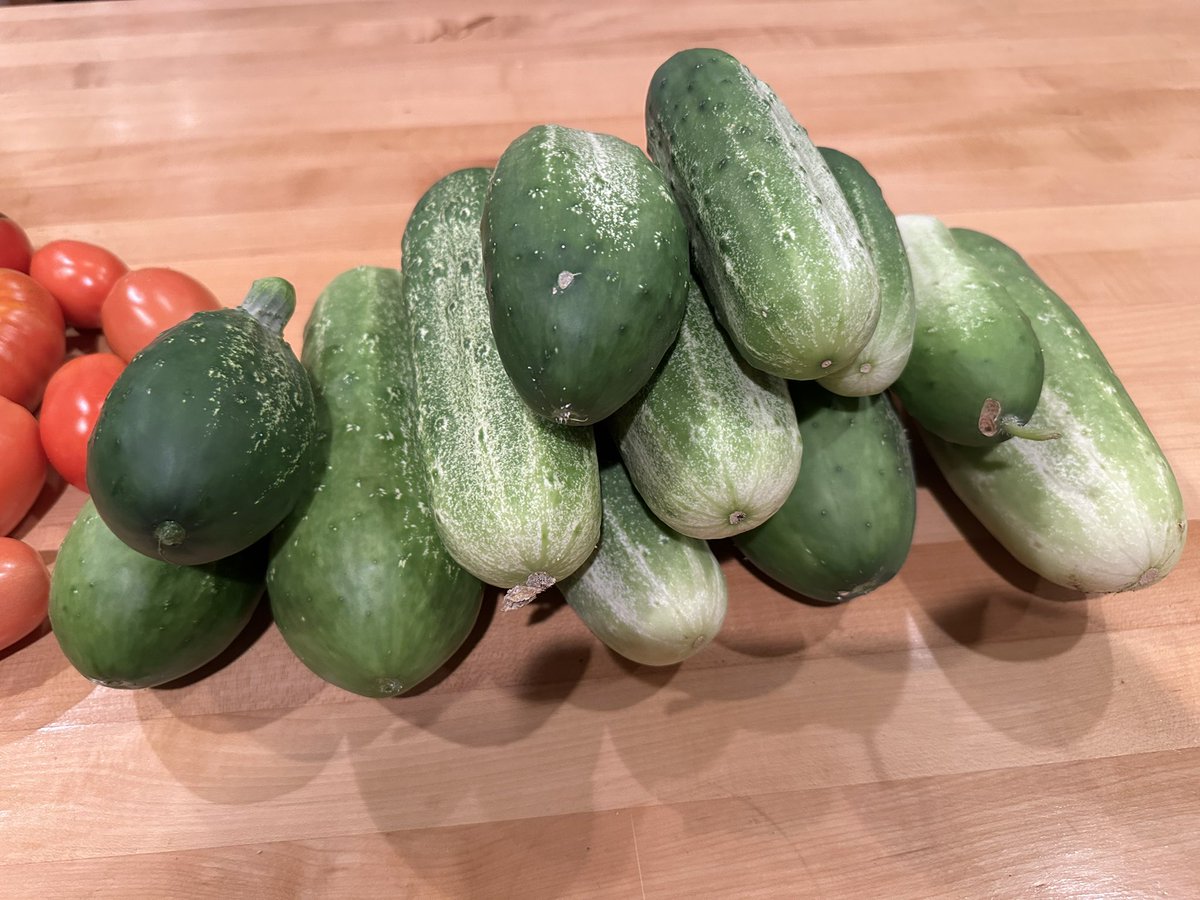 Matthias Smith, CEO - Pioneer Capital Advisory LLC (@sba_matthias) on Twitter photo 3 days of cucumbers from the Smith garden 3 days of cucumbers from the Smith garden