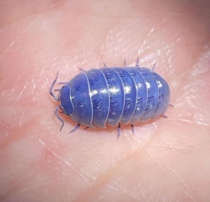 PHONEGING1's tweet photo. some sick little fellas... they are beautiful anyway! https://t.co/n6IBIKKpNk