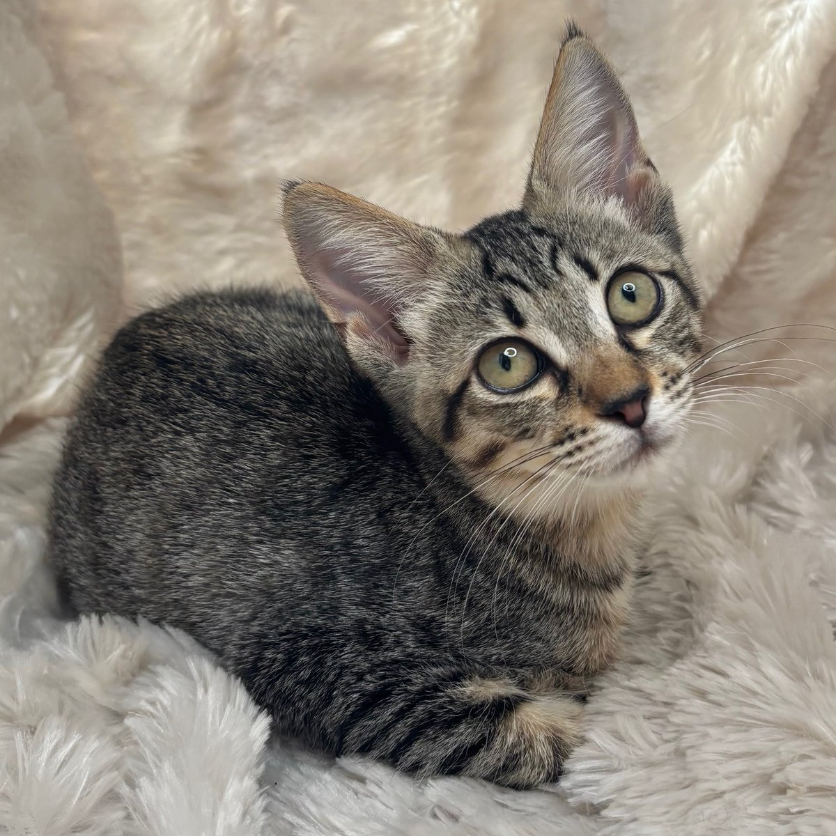 s*o様 しあわせにゃんこ SAN-X ぶら²しあわせにゃんこ ぬいぐるみ マスコットキー