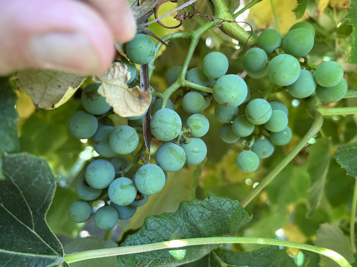 A great day sharing our BRANDT research-based grape nutrition and crop protection programs at the Forestville, New York grape growers field day at BRANDT dealer Militello Farm Supply.