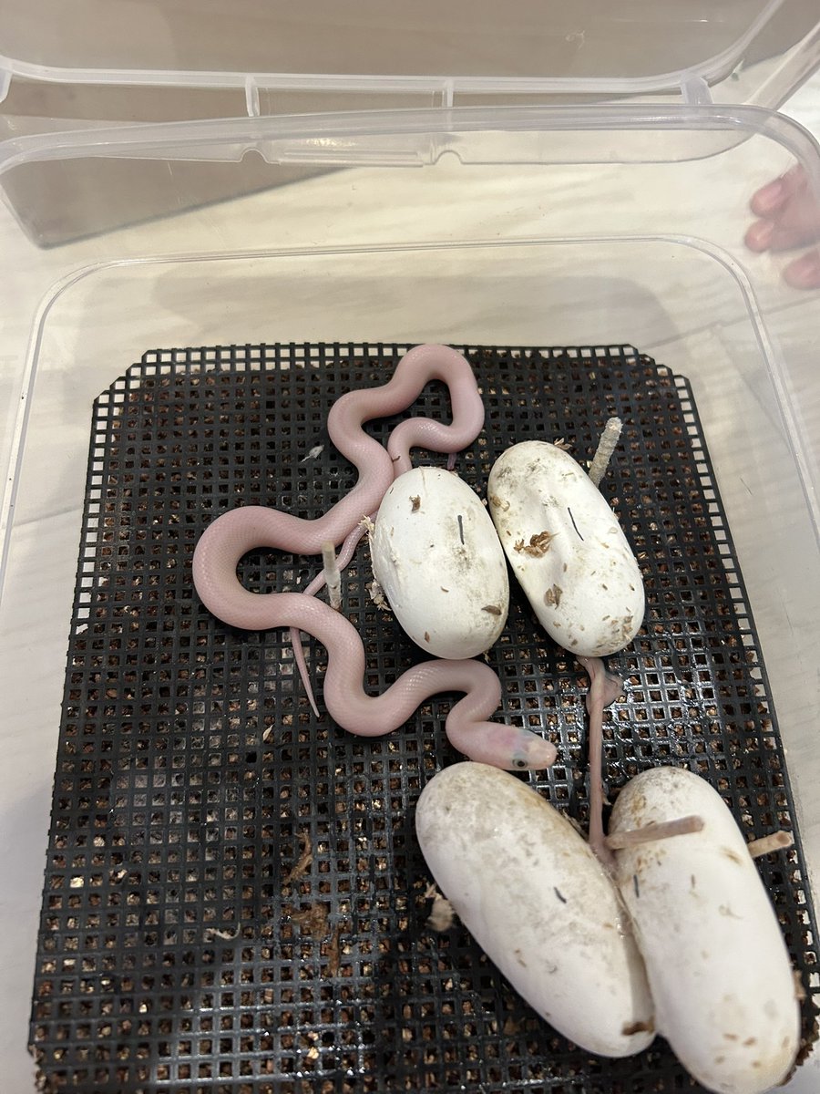 ⚜️かずのこ⚜️ tweet media