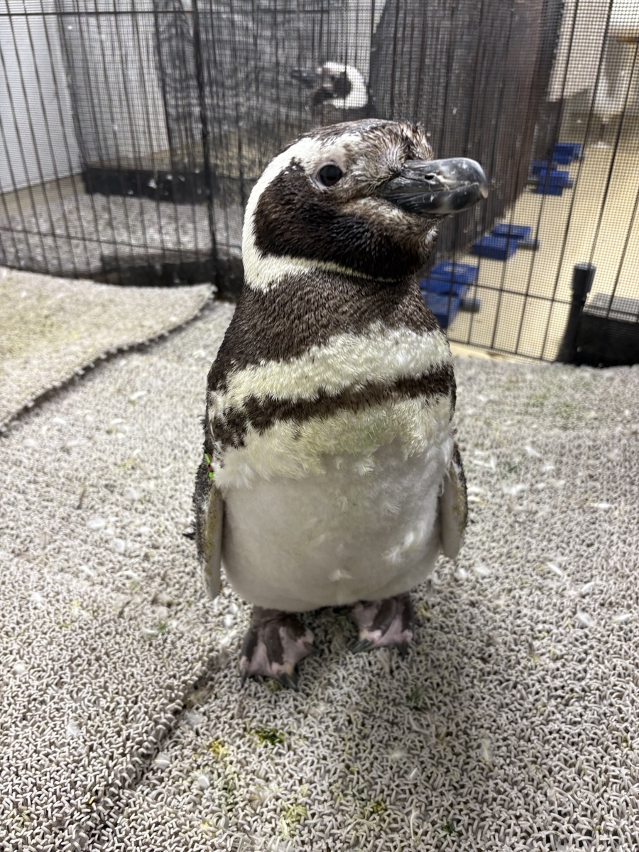 ニット着てる？ずんだ🐧🪶 #すみペン羽コレ