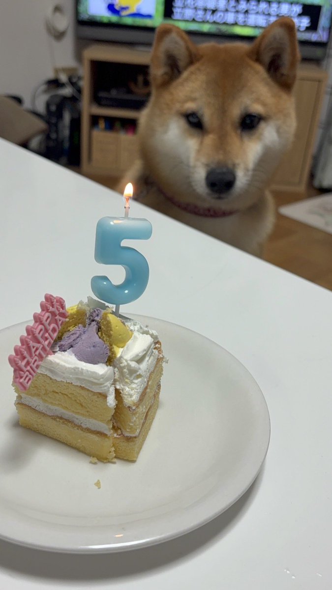 mokuest's tweet photo. 5歳のお誕生日パーティーを無事終えました！
みんなで集まってお祝い、幸せな空間だね🥰これからも元気で長生きしてね。 https://t.co/2ja38fP4Tg