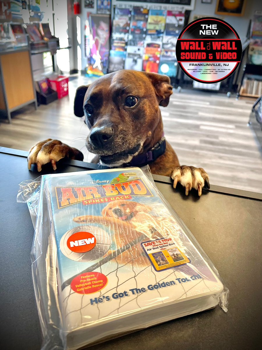 indeeproducer's tweet image. Finley stopped by today to pick up a movie. 📼 

#bullybreed #boxer #pitty #pitbull #vhs #vhscollector #vhscollection #physicalmedia #physicalmediaforever #vhsedit #vhsaesthetic #vhstapes #vhshorror #vhsforever #puppy