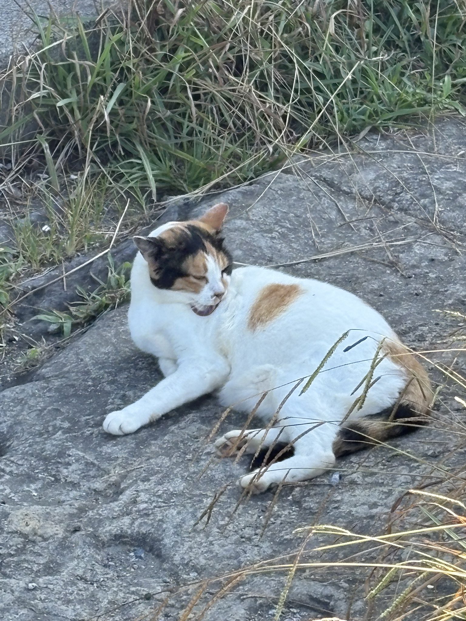 猫さん Photos by _zxt3x_ · March 24, 2025