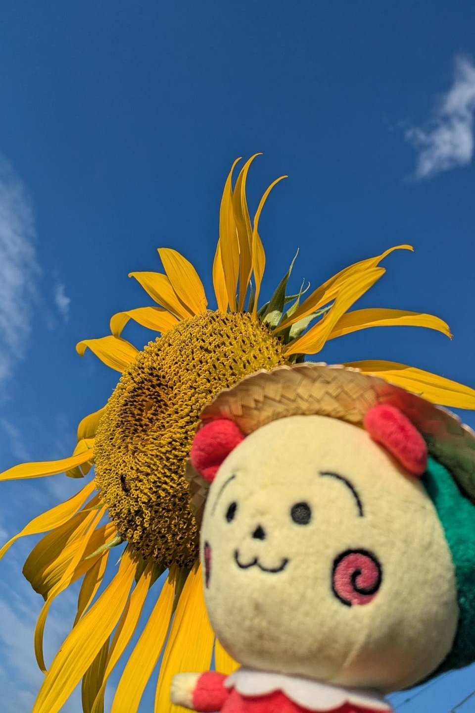 こじこじ様用(⁠ノ⁠◕⁠ヮ⁠◕⁠)⁠ノ⁠*⁠.⁠✧ Highlights by コジコジ【公式】 (@cojicoji_tweet) / X