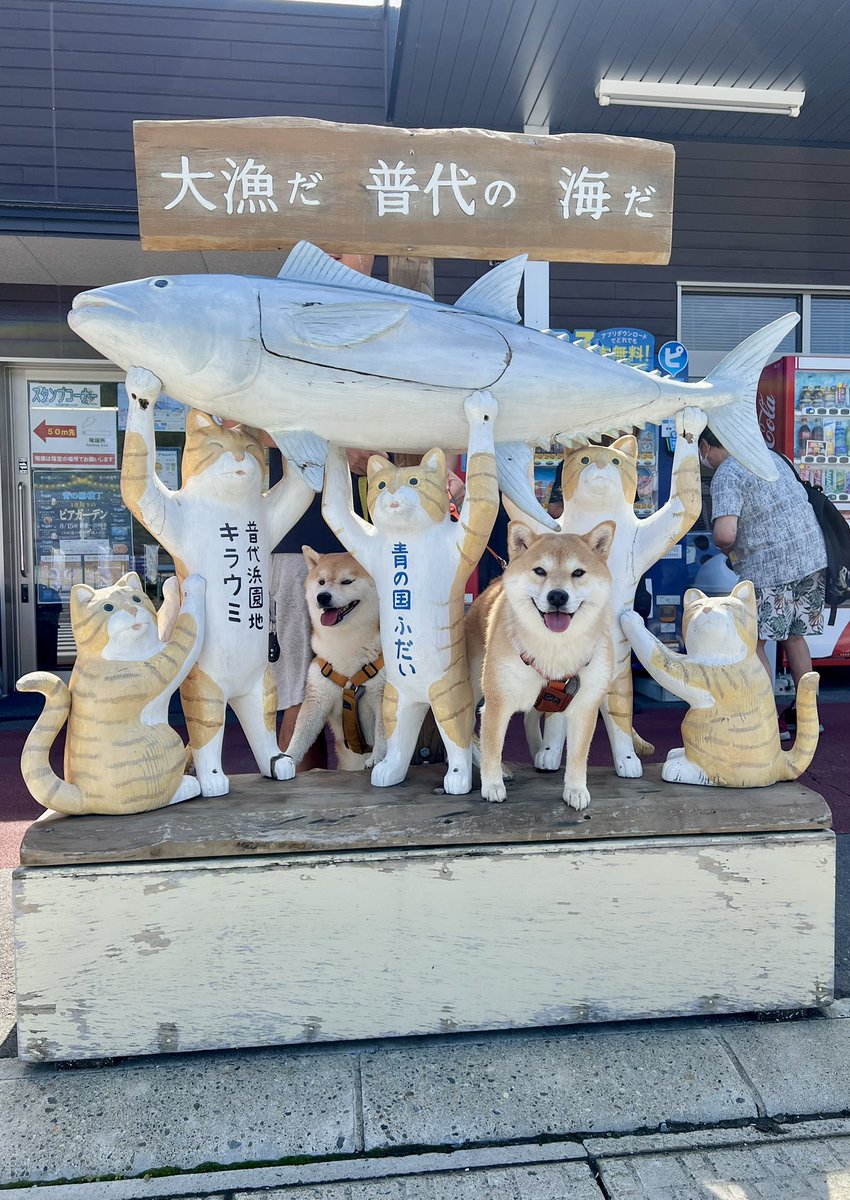 おっす！おーっす！

#こむぎ日常記録 #シヴァ犬こむぎっす #豆シヴァわらび #柴犬