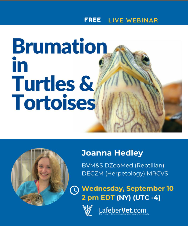 WildlifeDisease's tweet photo. BRUMATION IN TURTLES AND TORTOISES 
🗓September 10 @ 2pm (EDT) (UTC-4)
This free, interactive @lafebervet webinar by Joanna Hedley, BVM&amp;S DZooMed (Reptilian) DECZM (Herpetology) MRCVS, has RACE approval pending for 1 credit hour*.
Register today at https://t.co/3dCdLLAVAl https://t.co/bLRP5n1XH5