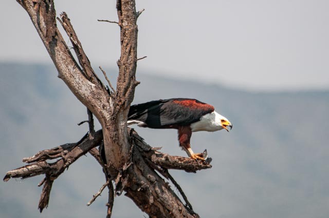 African Fish Eagle 

#BirdsOfRongaiOnTheRoad
#Birdwatching #birds #birding #birdsofkenya #FishEagle #BirdsOfPrey #birdphotography 
#BirdsSeenIn2025