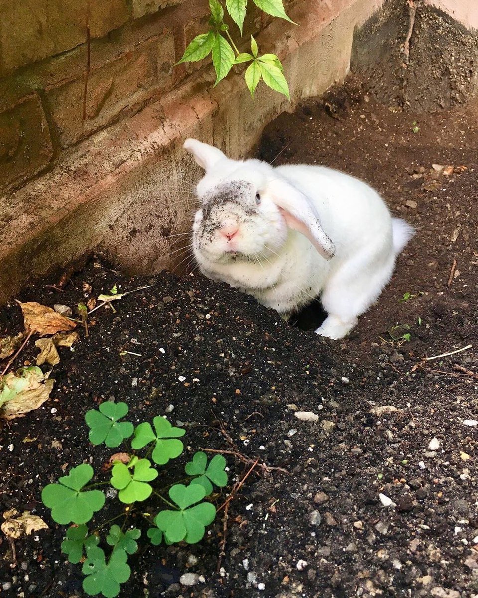 Why you should have a rabbit (@shouldhaverabit) on Twitter photo 