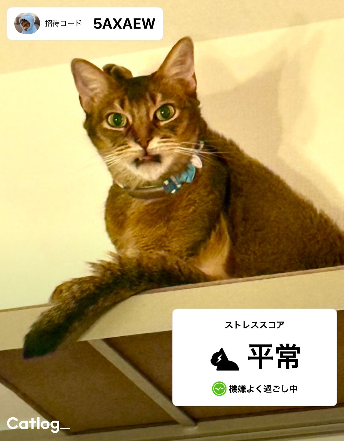 cat log キャットログ キャトログ セット 楽天市場】【Catlog公式｜送料無料】Catlog Board 2 今ある