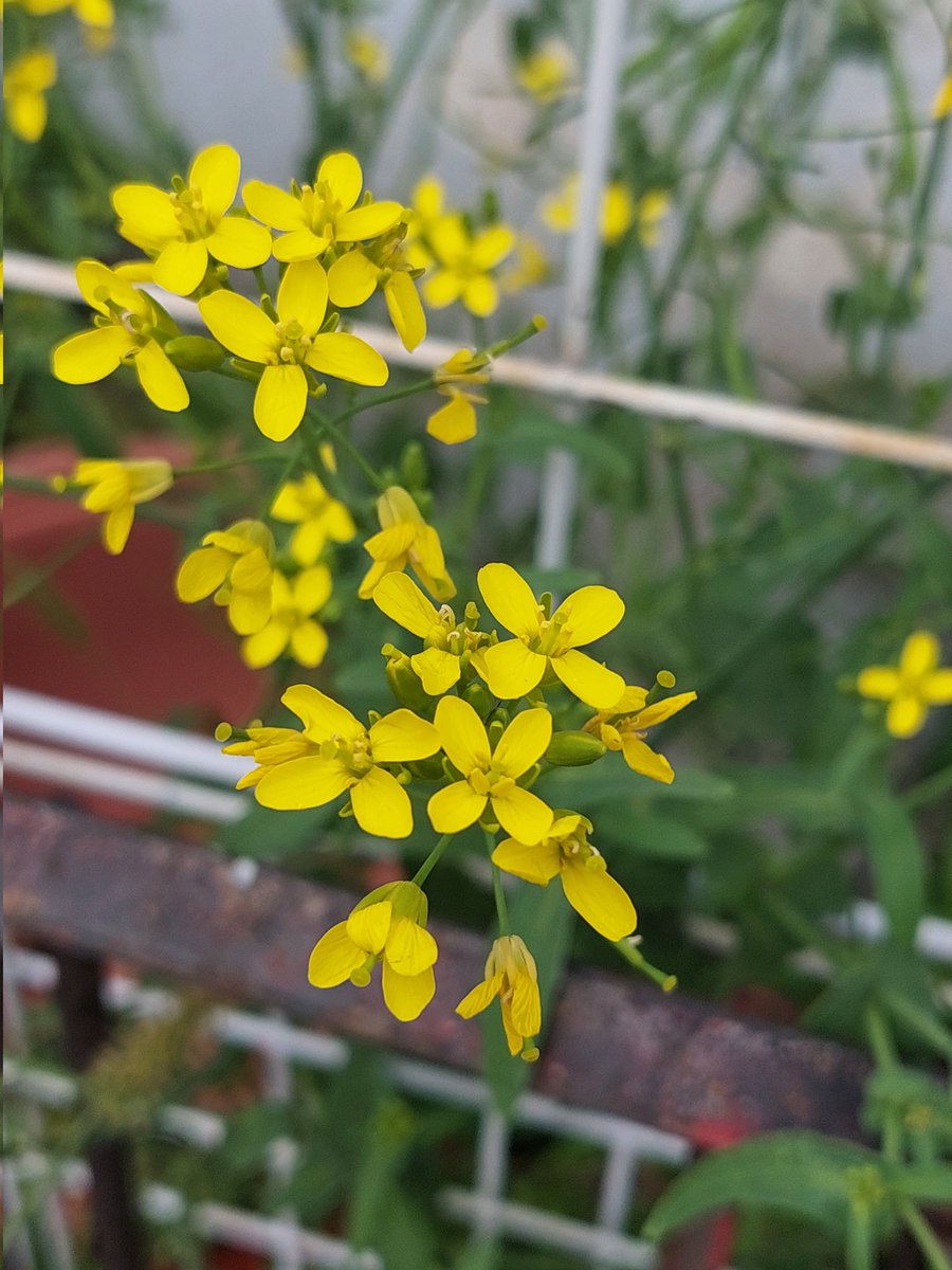 La sencillez de estas diminutas y delicadas flores revela la inmensidad de la creación