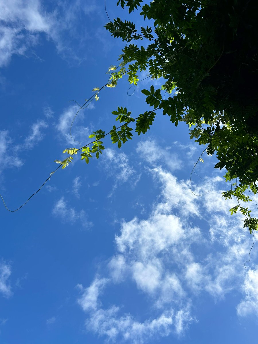 5joh_1's tweet photo. 空にむかって伸びる枝葉。夏の朝。 https://t.co/t0Yf3BLKIx