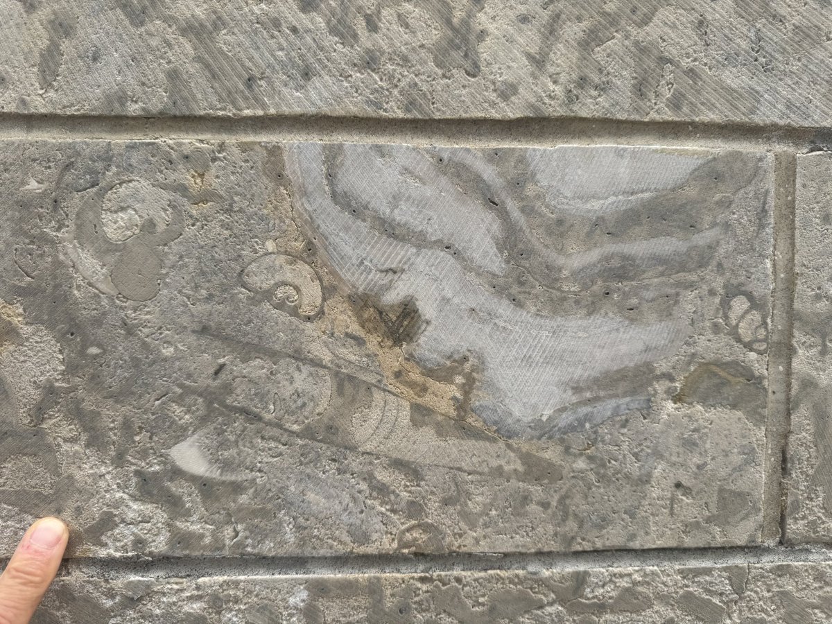 So many lovely Ordovician fossils occur in the Tyndall Stone (mined in Manitoba), used as cladding across Calgary. These were seen outside the Roger’s Building on 3rd Ave 😊. The Thalassinoides (shrimp) burrows are ubiquitous.