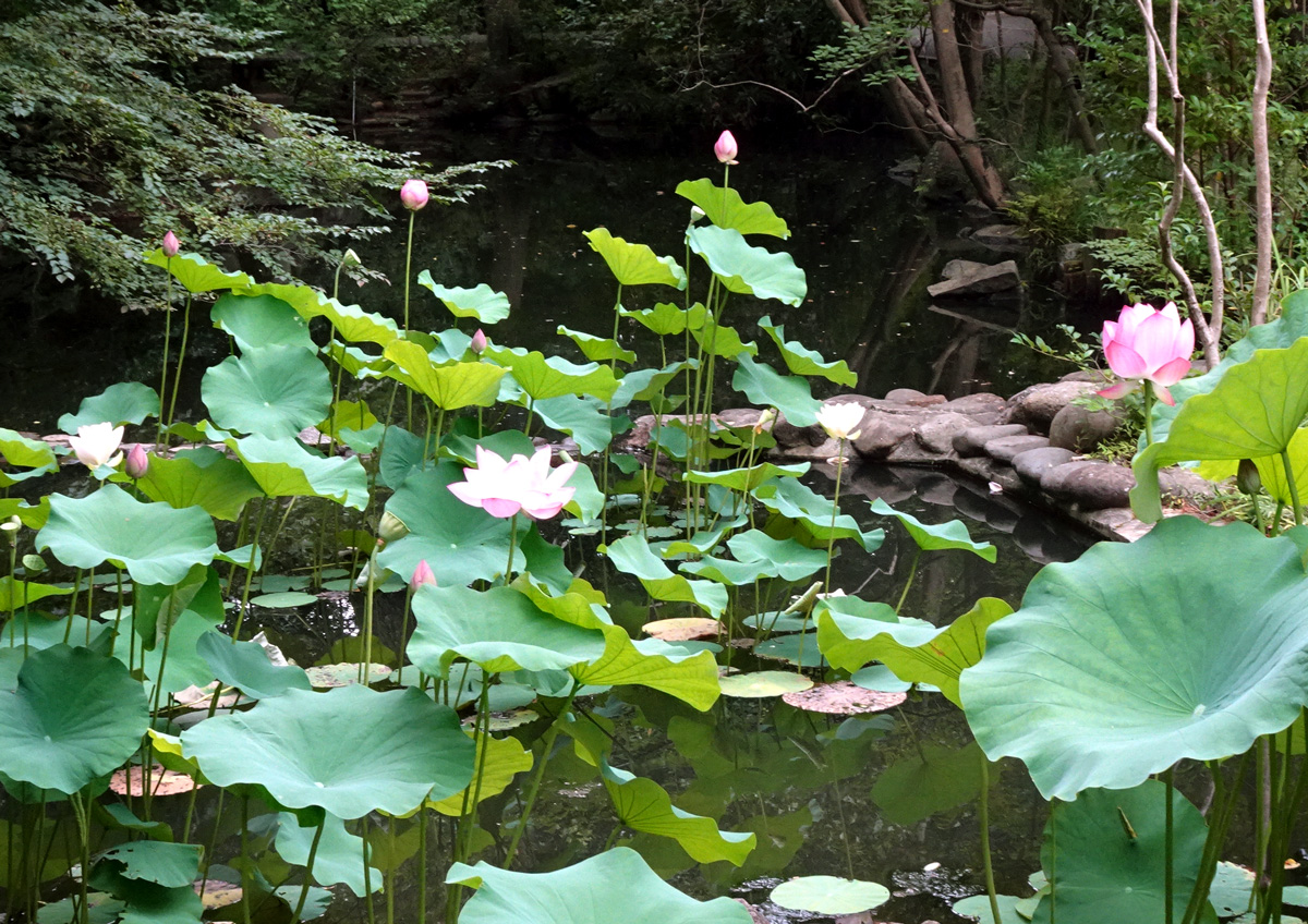 【庭園より】
開催中の企画展「#唐絵－中国絵画と日本中世の水墨画－」は8月24日（日）までです。
当館が誇る2件の国宝