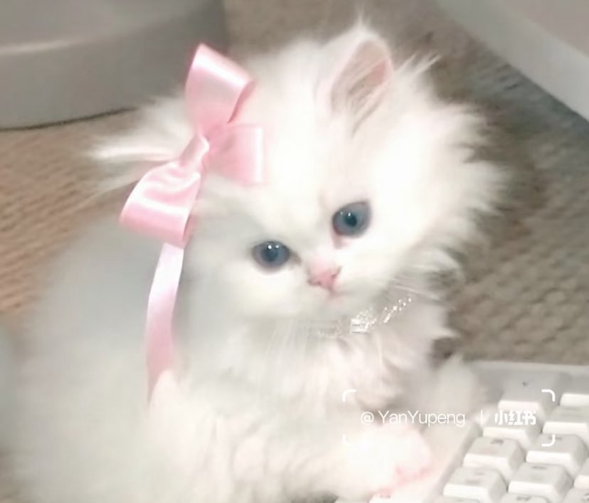 heartzjpg's tweet image. me if you care