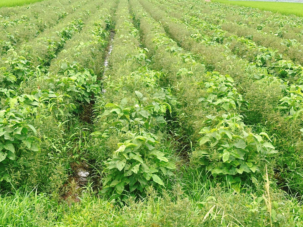 Setouchimyfarm's tweet photo. 本来どういう形が正しいのか

自然農法や江戸古式農法には「荒地はそこに生える草で肥やす」という農術がある。

その土壌をよく観察すると、やせ地にはヒメジョオン、ヒメムカシヨモギが生育し、硬い土にはオオバコ、オヒシバ、乾燥した土にはエノコログサ、メヒシバ等が生えている。

雑草は「裸地を緑化する」という使命を帯びて生えてくるため、どんな過酷な条件でも大地に深く根を張り生育する。

裸地が緑に変わると様々な草が入り込み、そこにミミズやダンゴムシなどの土壌動物が集まってきて、柔らかい黒い土がつくられ、生命が息づく大地に生まれ変わる。

すなわち、良質の大地は草との向き合い方次第で安定的に作る事ができる。

例えば、ハルタデ、アカザ、ナズナ、ハコベ、イヌビユなど肥沃な土を好む雑草が多い大地にはエンバクやクリムソンクローバなどチッソを好む緑肥が適する。

又、エノコログサ、メヒシバ、アレチノギク、ヒメジョオン、ノボロギク、オニタビラコなどやせ地の雑草が多ければ、ライムギ、ライコムギ、アカクローバ、ヘアリーベッチなど、地力の低い畑でも旺盛に生育する緑肥を植える。

慣行栽培等の一般的な栽培では、畑には作物以外はつくらないことが常識とされている。また世間体を気にすることで草を排除する事が農家のセオリーとなっている。

しかし、草で土を保護し畑の状態に合った作物を育て、収穫残渣はすべて土に還せば、土はやせることはない。

また、草を上手に管理し正面から向き合う事で、つらい草取りが軽減され、肥料や農業資材は必要しなくなり、農薬や難しい栽培技術は不要となる。

自然農法とは、人間の都合や思いこみを一旦横に置いておき、自然そのものを謙虚な姿勢で観察し、草や生き物、作物達が今、どういう状況に置かれ、本来どういう形が正しいのかを考える農法であると信じる。

自身の身体、人間関係、教育、家族、暮らし全ての事象に言えることではないだろうか。

#自然農法 #江戸古式農法 #雑草