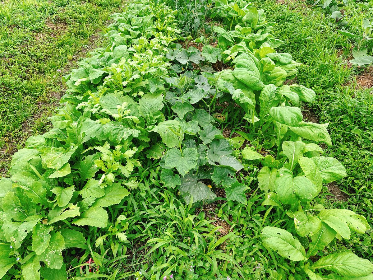 Setouchimyfarm's tweet photo. 本来どういう形が正しいのか

自然農法や江戸古式農法には「荒地はそこに生える草で肥やす」という農術がある。

その土壌をよく観察すると、やせ地にはヒメジョオン、ヒメムカシヨモギが生育し、硬い土にはオオバコ、オヒシバ、乾燥した土にはエノコログサ、メヒシバ等が生えている。

雑草は「裸地を緑化する」という使命を帯びて生えてくるため、どんな過酷な条件でも大地に深く根を張り生育する。

裸地が緑に変わると様々な草が入り込み、そこにミミズやダンゴムシなどの土壌動物が集まってきて、柔らかい黒い土がつくられ、生命が息づく大地に生まれ変わる。

すなわち、良質の大地は草との向き合い方次第で安定的に作る事ができる。

例えば、ハルタデ、アカザ、ナズナ、ハコベ、イヌビユなど肥沃な土を好む雑草が多い大地にはエンバクやクリムソンクローバなどチッソを好む緑肥が適する。

又、エノコログサ、メヒシバ、アレチノギク、ヒメジョオン、ノボロギク、オニタビラコなどやせ地の雑草が多ければ、ライムギ、ライコムギ、アカクローバ、ヘアリーベッチなど、地力の低い畑でも旺盛に生育する緑肥を植える。

慣行栽培等の一般的な栽培では、畑には作物以外はつくらないことが常識とされている。また世間体を気にすることで草を排除する事が農家のセオリーとなっている。

しかし、草で土を保護し畑の状態に合った作物を育て、収穫残渣はすべて土に還せば、土はやせることはない。

また、草を上手に管理し正面から向き合う事で、つらい草取りが軽減され、肥料や農業資材は必要しなくなり、農薬や難しい栽培技術は不要となる。

自然農法とは、人間の都合や思いこみを一旦横に置いておき、自然そのものを謙虚な姿勢で観察し、草や生き物、作物達が今、どういう状況に置かれ、本来どういう形が正しいのかを考える農法であると信じる。

自身の身体、人間関係、教育、家族、暮らし全ての事象に言えることではないだろうか。

#自然農法 #江戸古式農法 #雑草