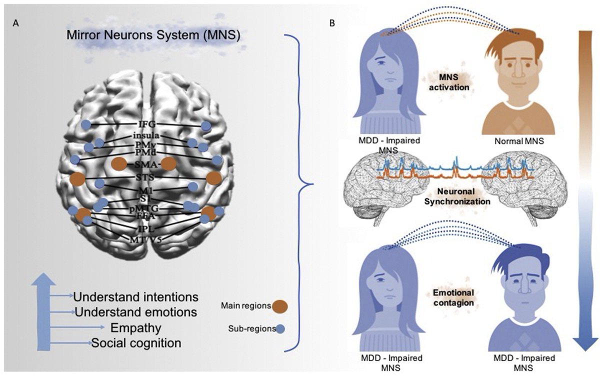 La #Depresión también es contagiosa 

De igual forma la #Felicidad 

Interesante estudio sobre mecanismos neurobiológicos sobre la neurona en espejo y aspectos neurobiológicos de la mimetización de la conducta y emoción

sciencedirect.com/science/articl…