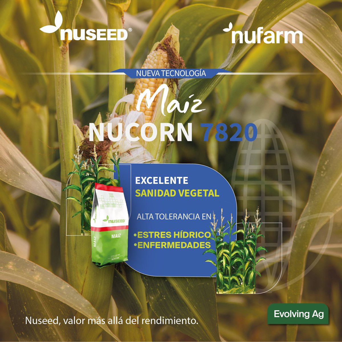 #Lanzamiento2025, híbrido doble propósito que balancea muy bien la producción de fibra y grano en el silo, obteniendo máximos valores de energía metabolizable. Tecnología avanzada para siembras tempranas y tardías, y uso diverso de herbicidas.
