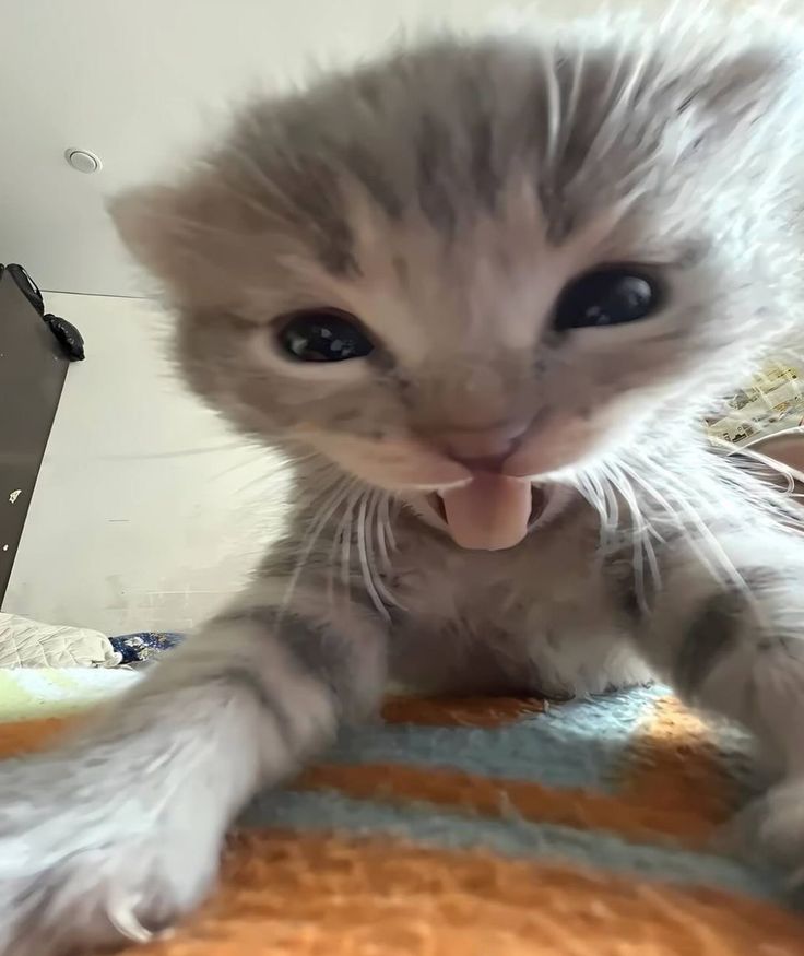 The pets only 🐾 tweet media
