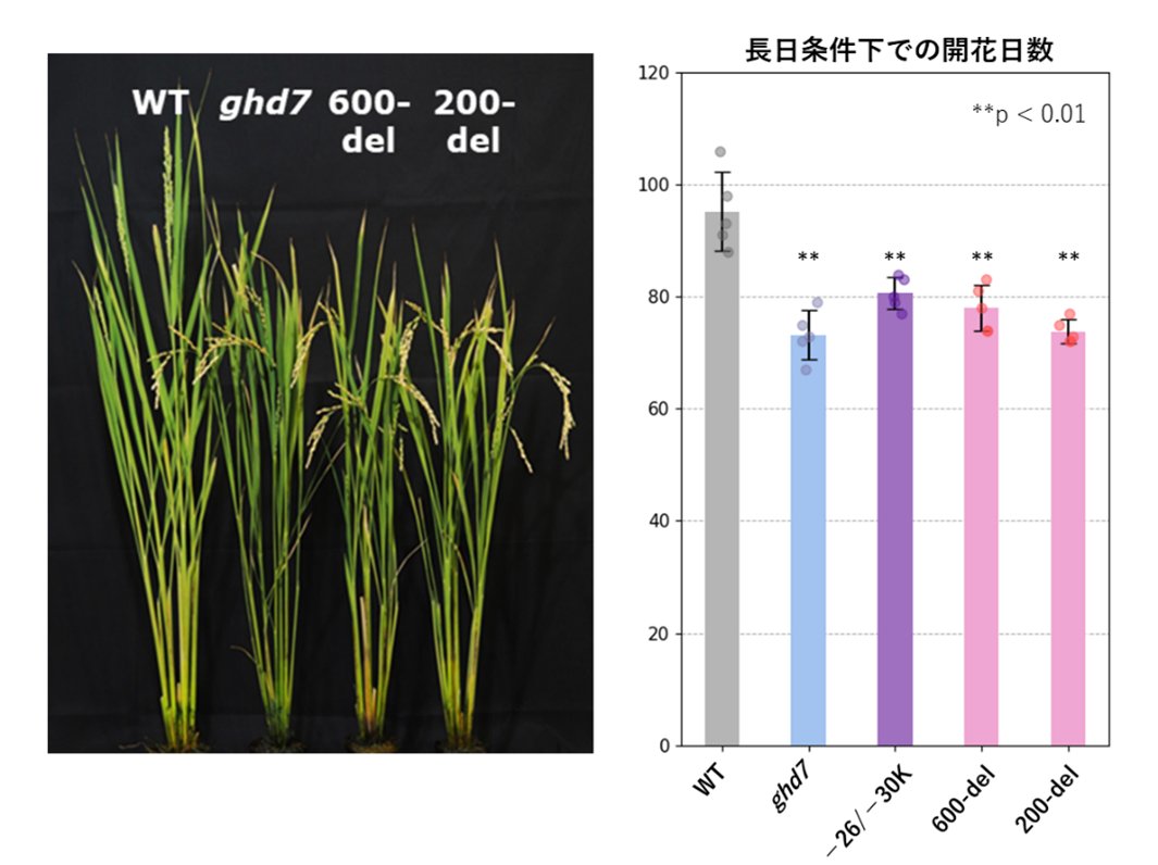 【研究成果】イネの開花を操る遺伝子の“遠隔操作スイッチ”を発見――ゲノム編集技術で28 kb離れた制御領域を特定――
a.u-tokyo.ac.jp/topics/topics_…
#東京大学 #東大農学部 #イネ #開花 #遺伝子 #遠隔操作 #ゲノム編集 #生産・環境生物学