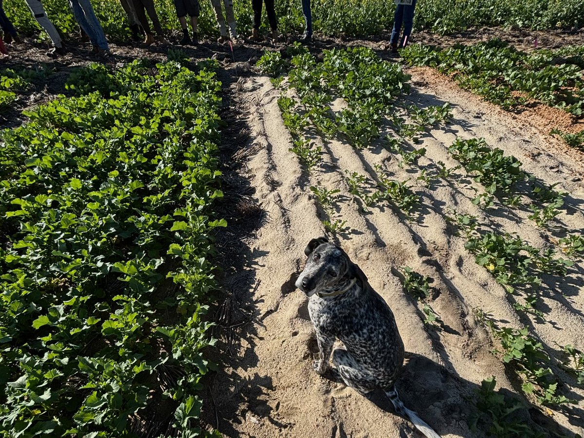 Yesterday we had the Synergy Ballidu agronomy group lead by Chris Wilkins visit our GRDC NGN Challenging soils and GRDC Canola establishment sowing depth x press wheel pressure trials in Kondut. Great turnout of local growers and pets! 
<a href="/GRDCWest/">GRDC West</a> <a href="/theGRDC/">GRDC</a> <a href="/SEPWA_ag/">SEPWA</a> <a href="/cmwsynergy/">Chris Wilkins</a>