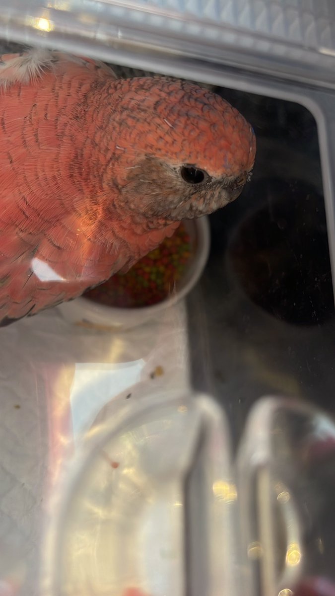午前中はポポちゃんの検診に鳥の病院へ

やっぱり鳥専門の病院だから少しの症状の異変に気付いてもらえてお薬を追加してもらえた

良くならなければ　またポポちゃんの強制給餌もしないといけなくなる

なんとか復活してくれますように…

#アキクサインコ
#ポポちゃん9才